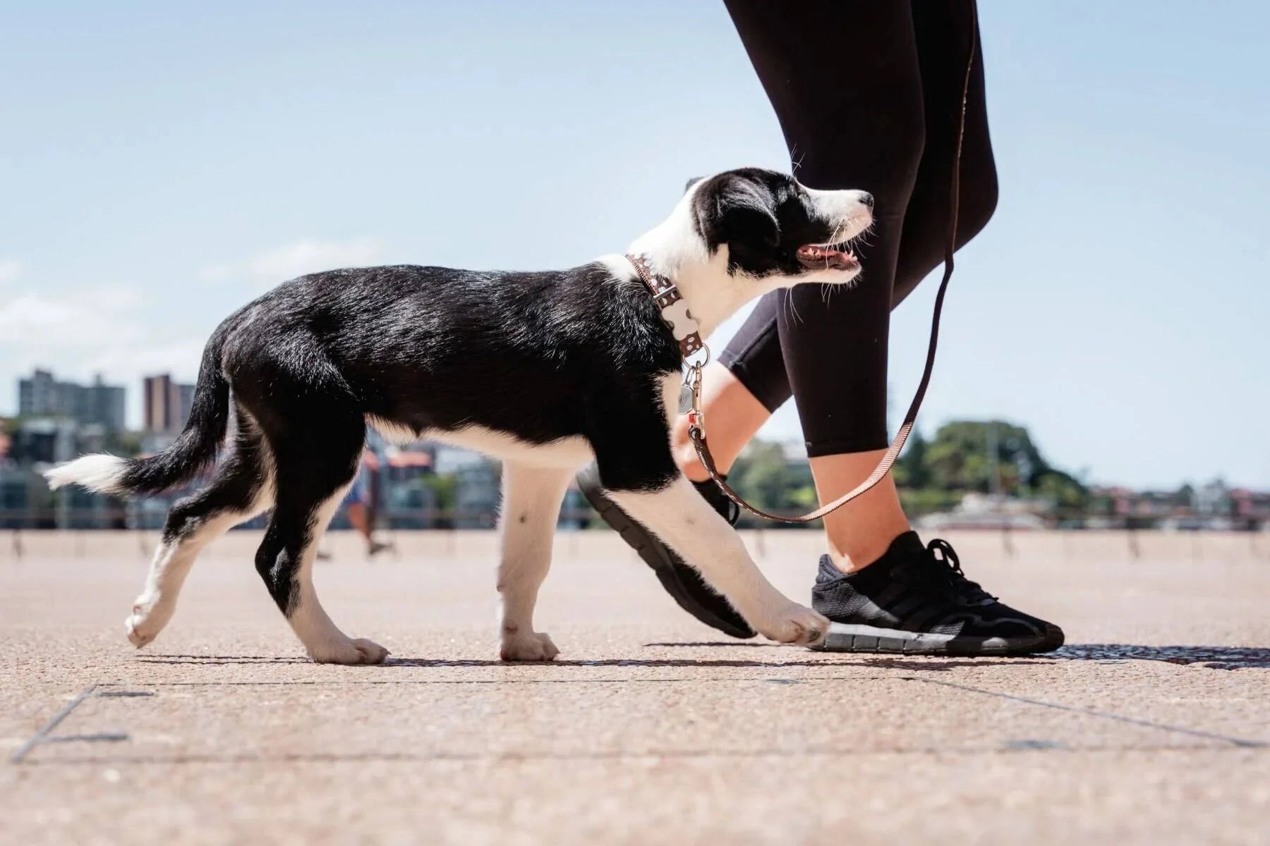 Red Dingo Blue Spots Brown Small Dog Collar