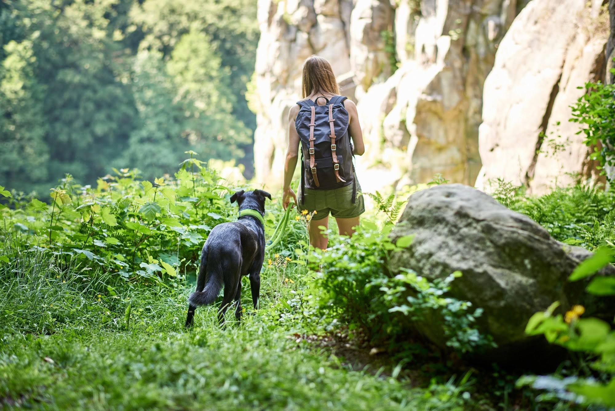 Dog Collar Hunter Hilo Vario Basic