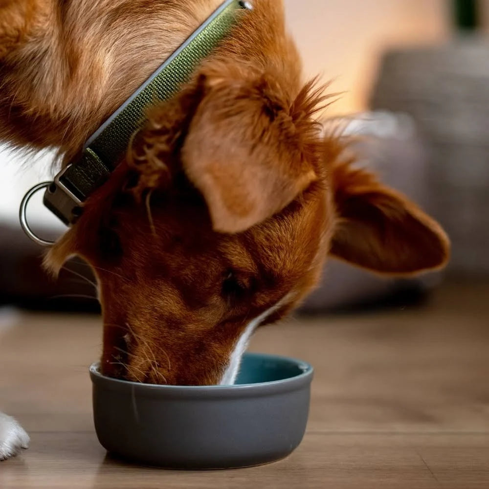 Nobby Ceramic Napf Feed