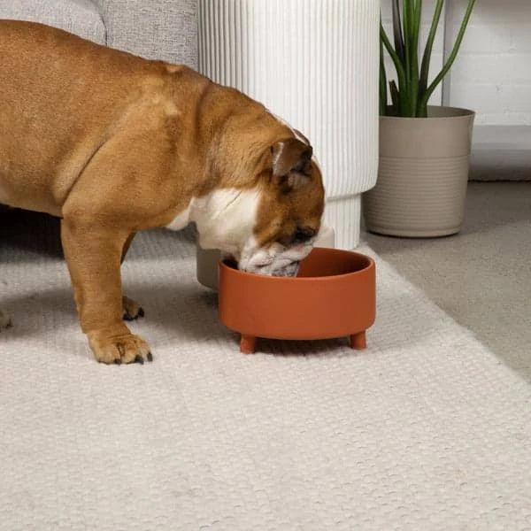 Waggo Uplift Ceramic Dog Bowl Black / M