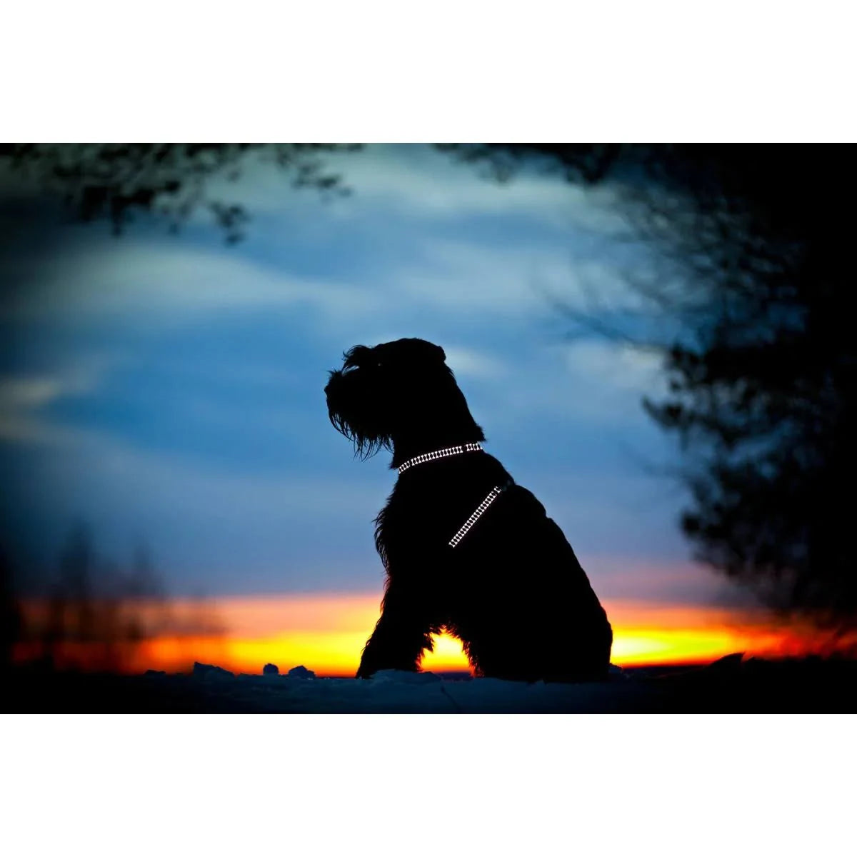 Red Dingo Reflective Bone Dog Harness Pink 37-61 cm