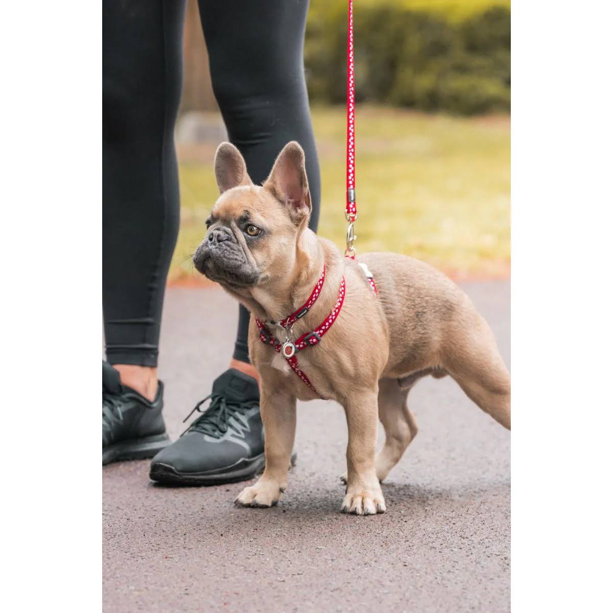 Red Dingo Dog Id Tag Ladybug Small