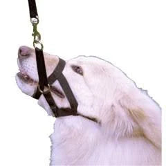 Company of Animals Halti Dog Headcollar Padded Black No Pull Comfortable & Secure ...