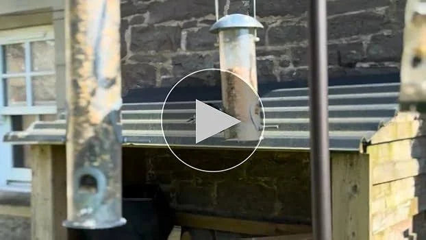 SQUAWK Black Oil Sunflower Seeds (2.5kg)