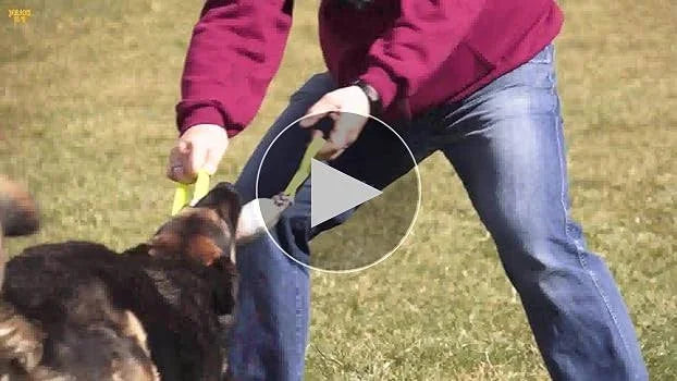 Julius-K9 185LE-30 Flat Leather Tug with Two Handle, 30 cm