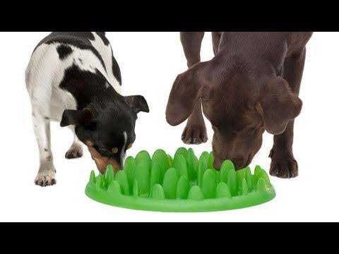 Northmate Green - Interactive Feeder / Dog Bowl