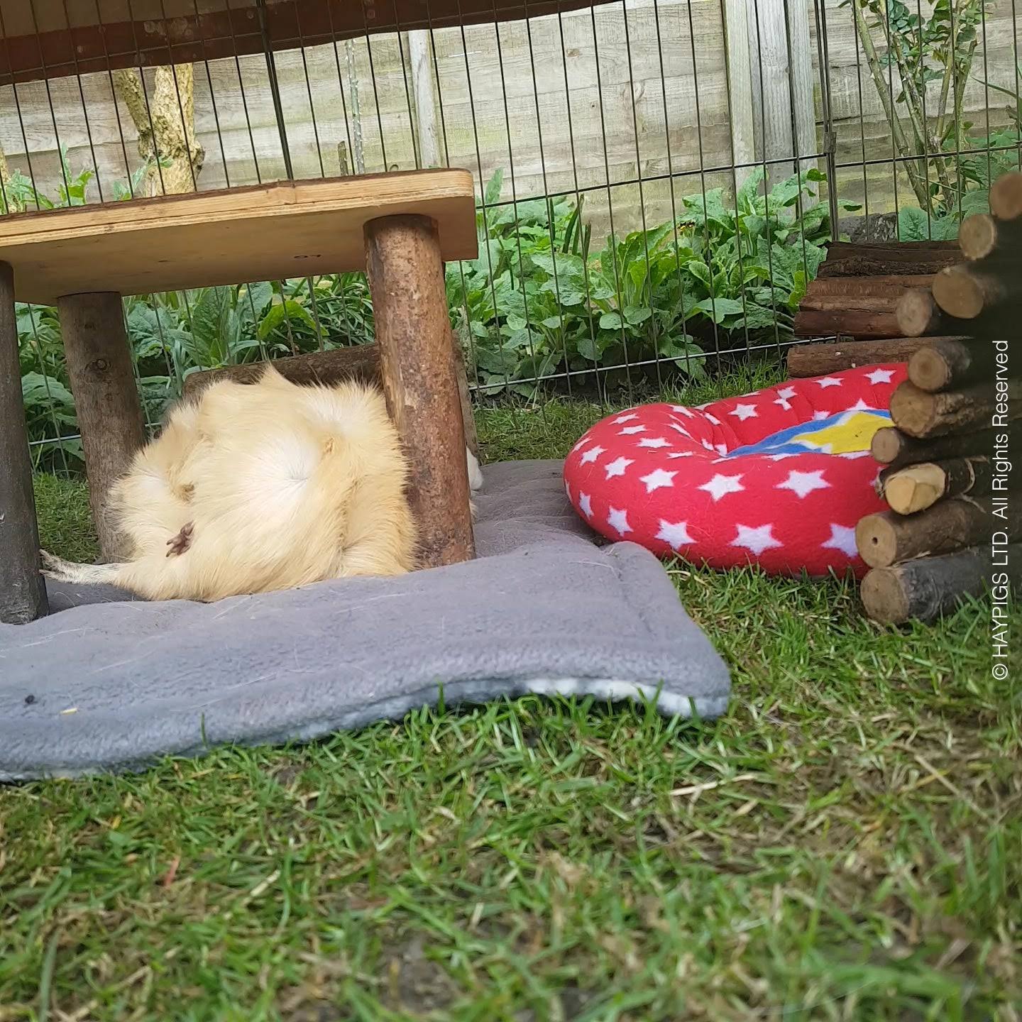 Trixie Natural Living Shelter and Platform